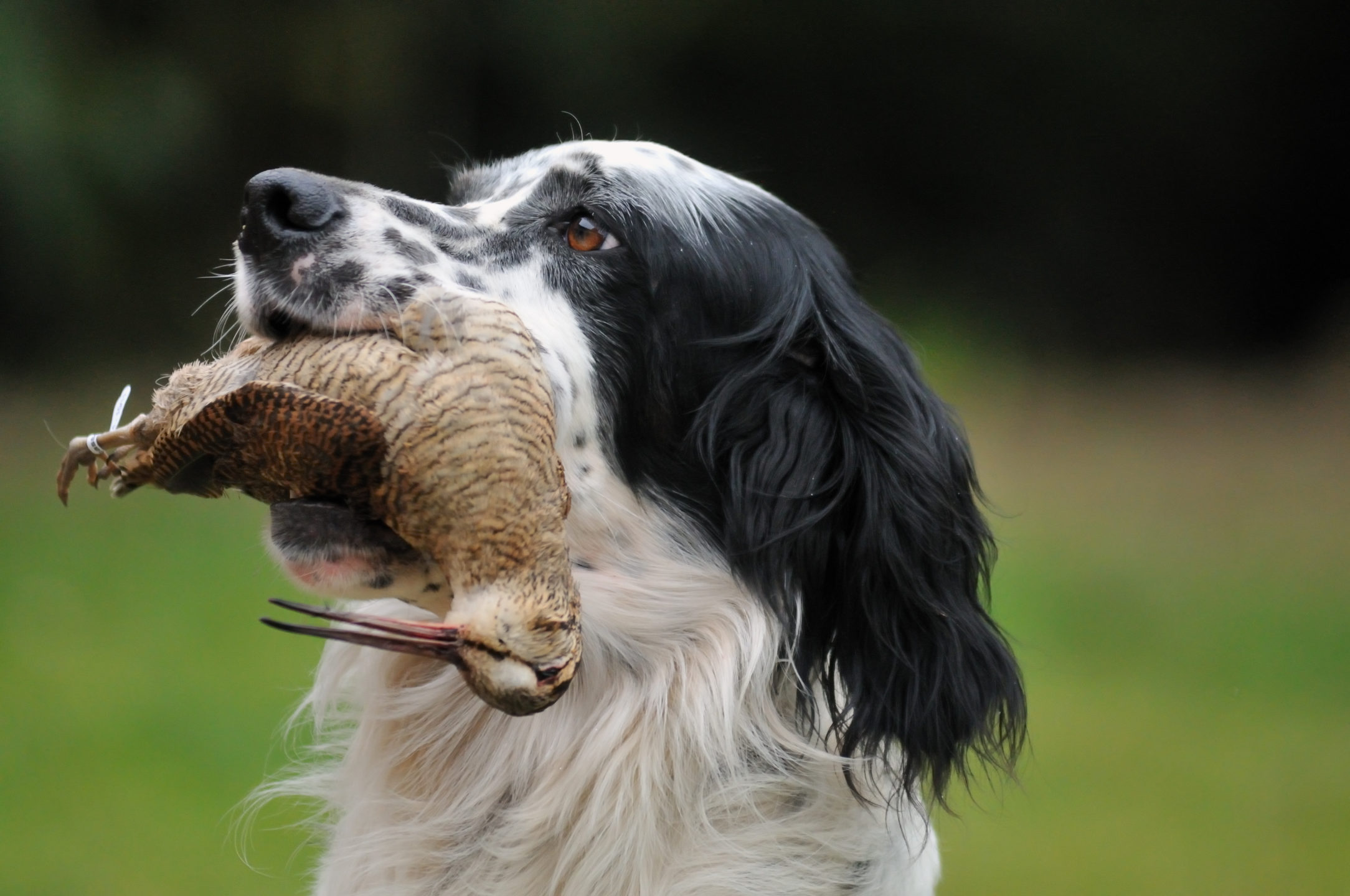 Chasse à la bécasse avec son chien
